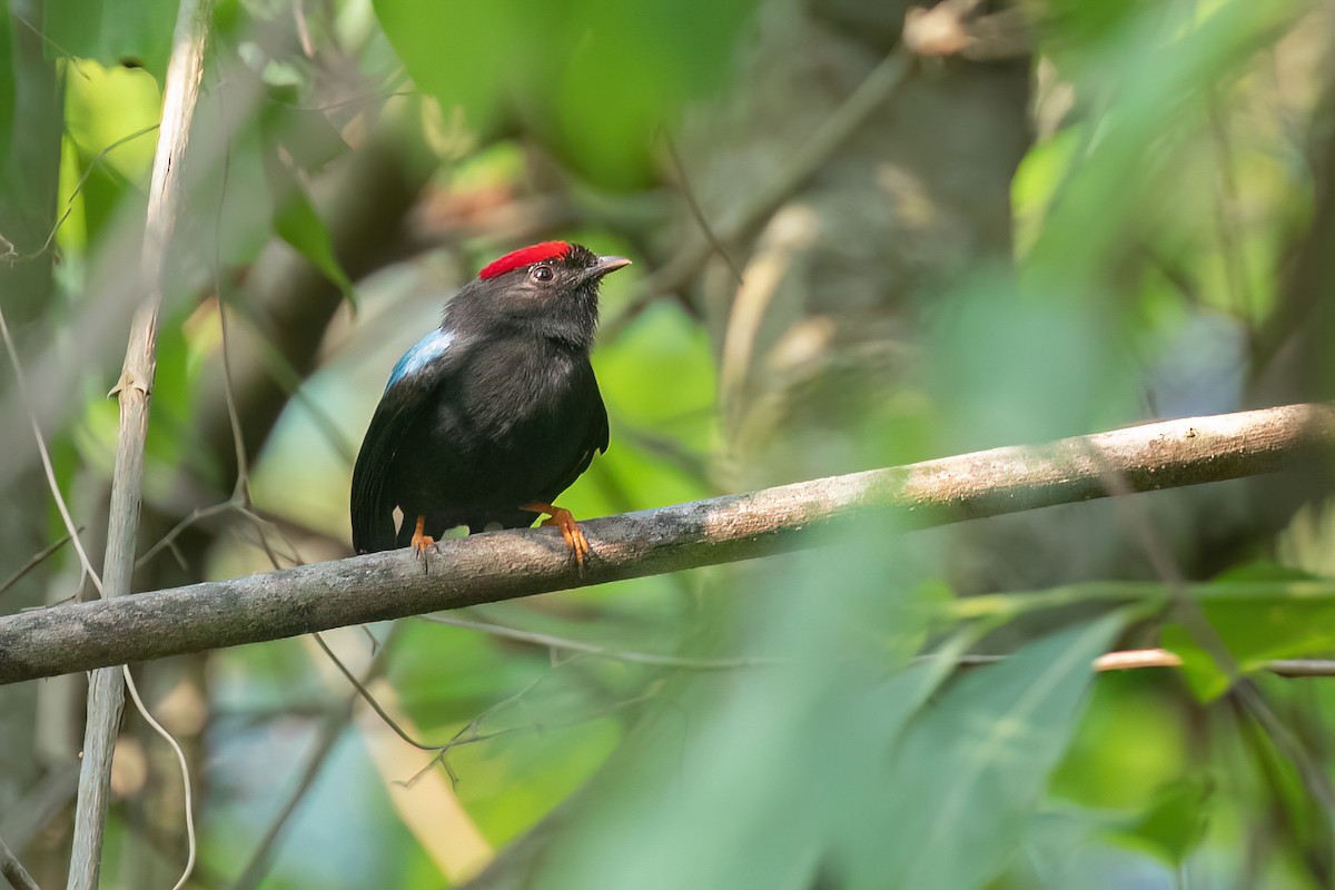 Lance-tailed Manakin - ML619228873