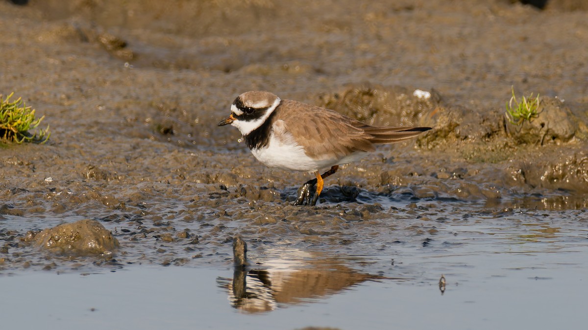 Common Ringed Plover - Peter Kennerley