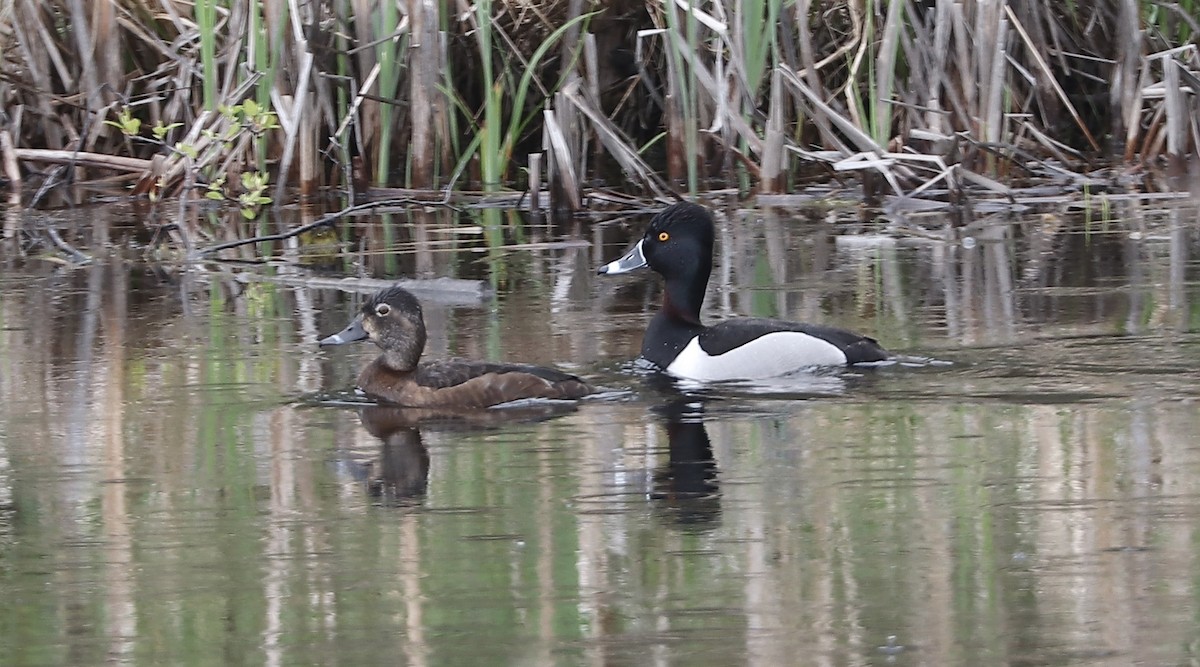 Ring-necked Duck - Marco Bouchard