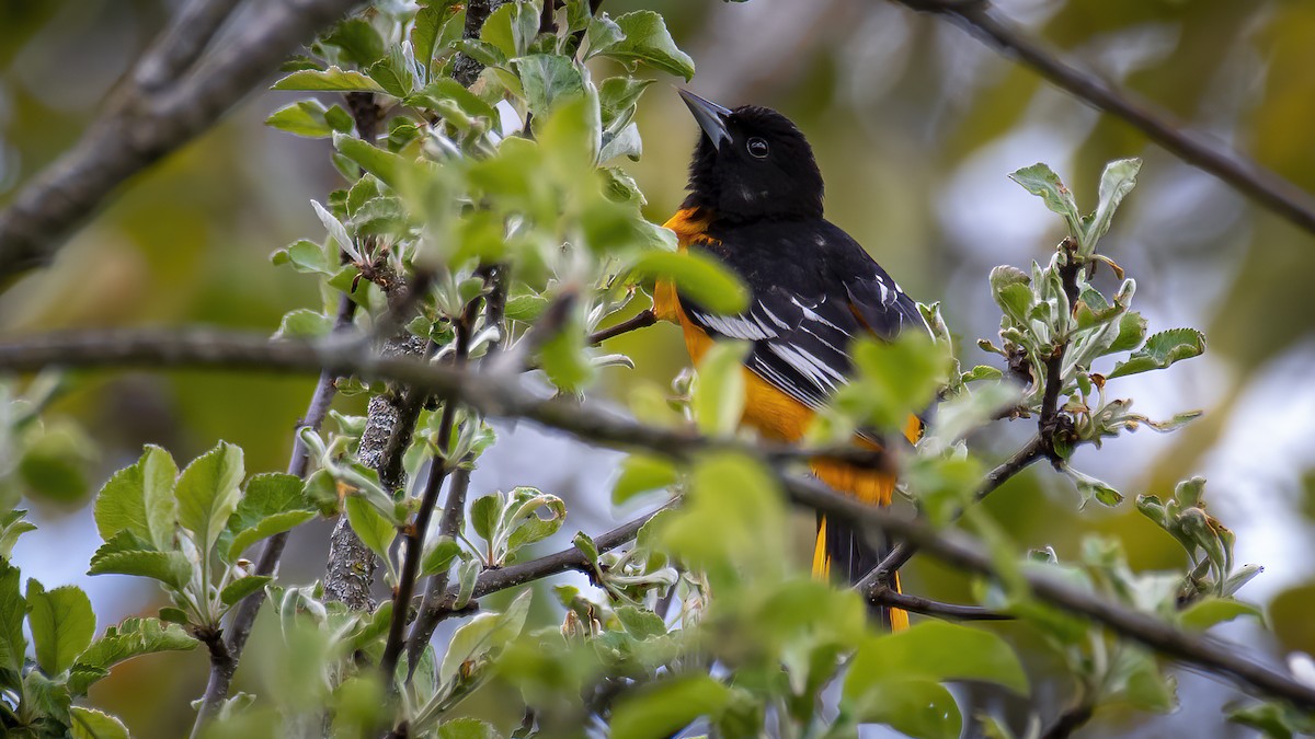 Baltimore Oriole - ML619228937