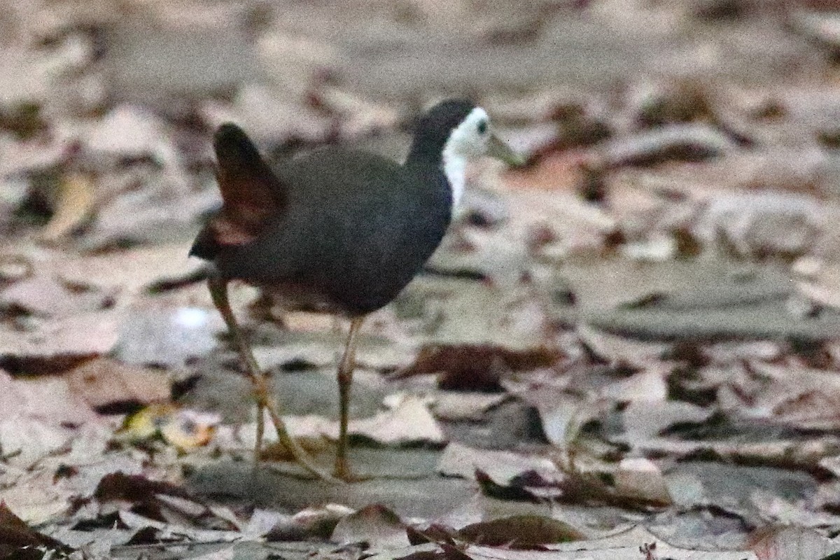 White-breasted Waterhen - Christopher Escott