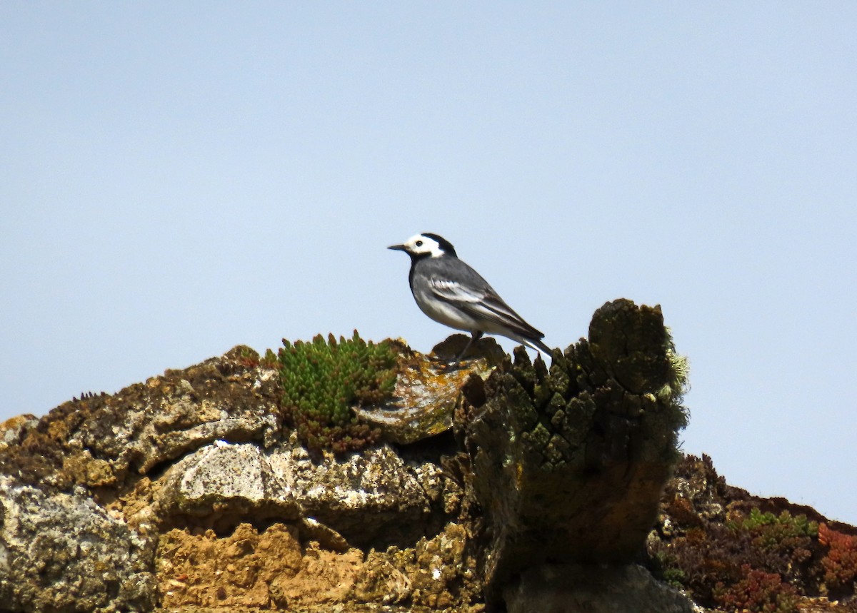 White Wagtail - Francisco Javier Calvo lesmes