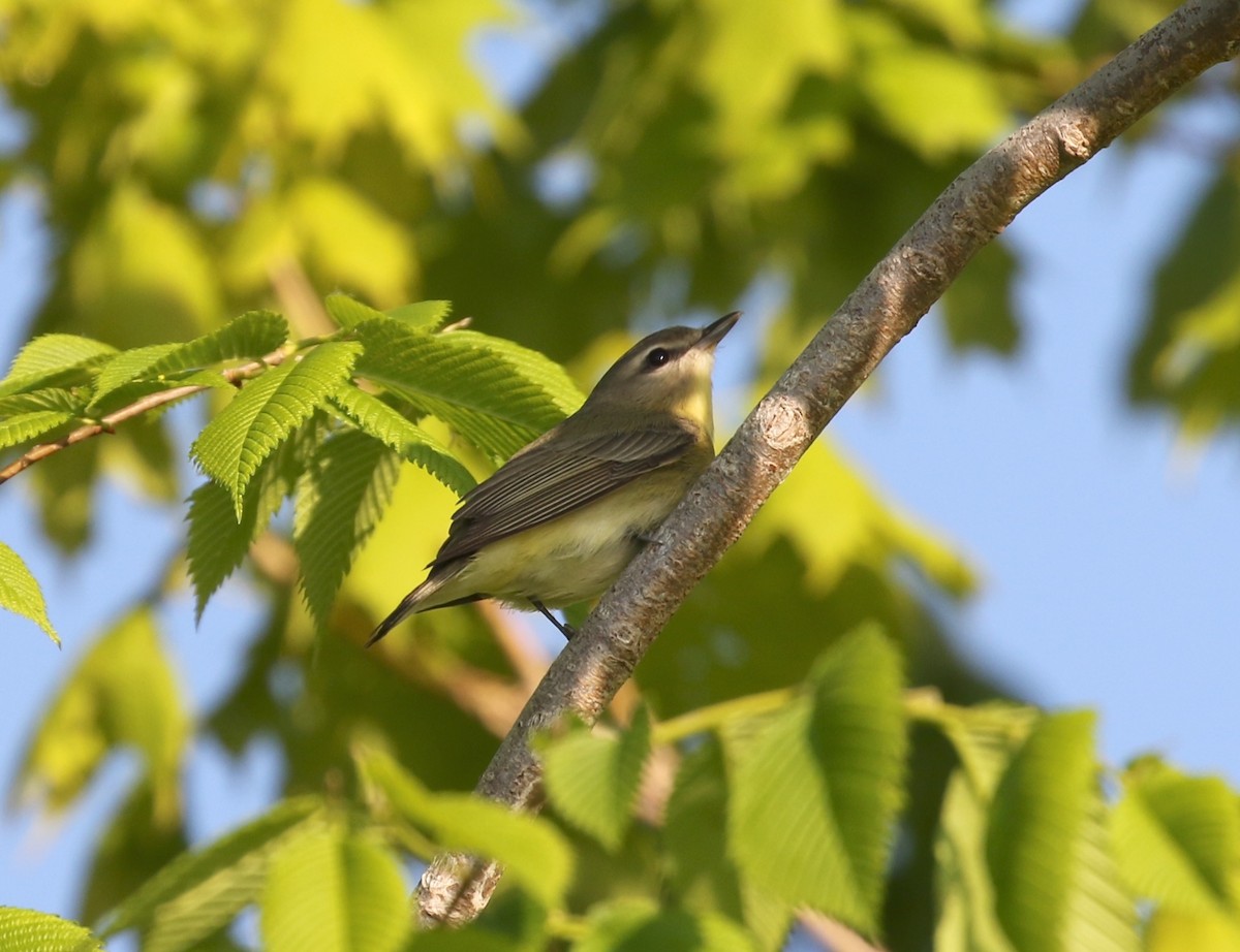 Philadelphia Vireo - ML619228969