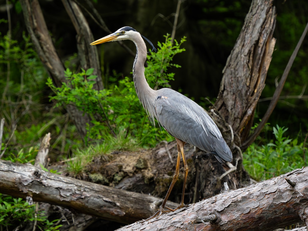 Great Blue Heron - Chris Petherick