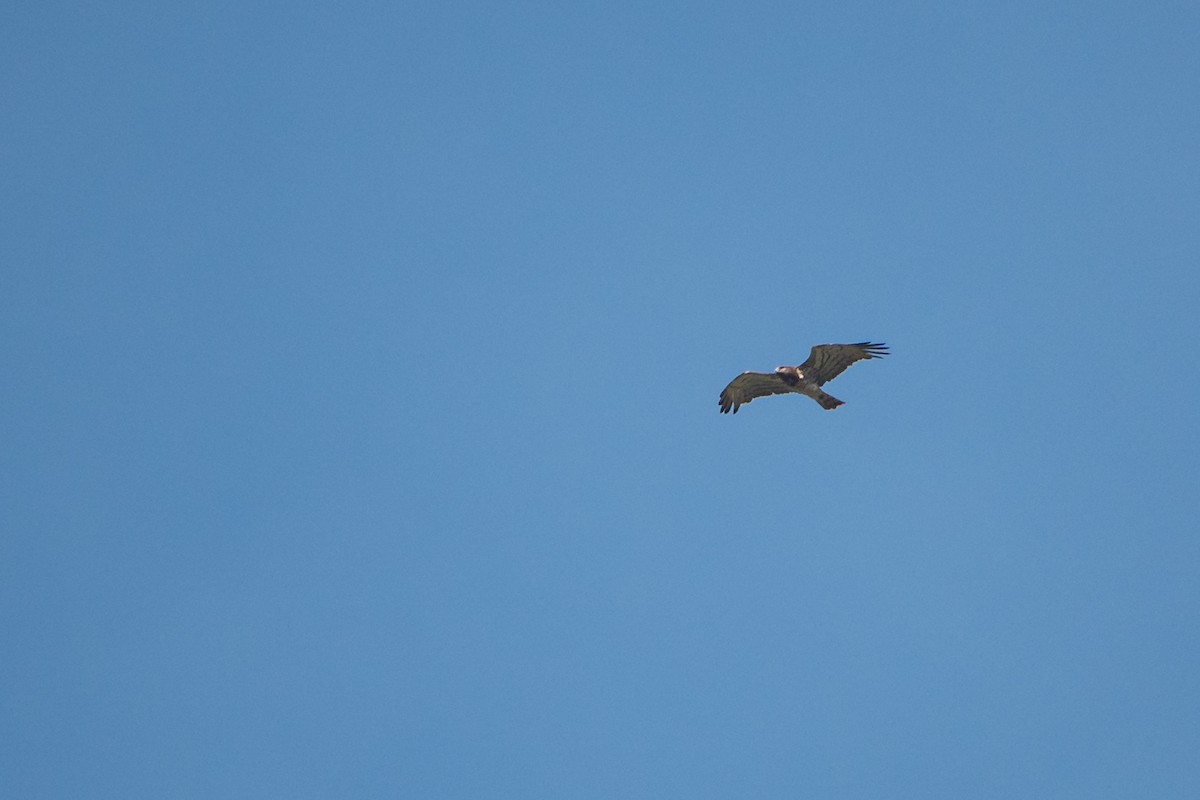 Short-toed Snake-Eagle - Vicente Pantoja Maggi