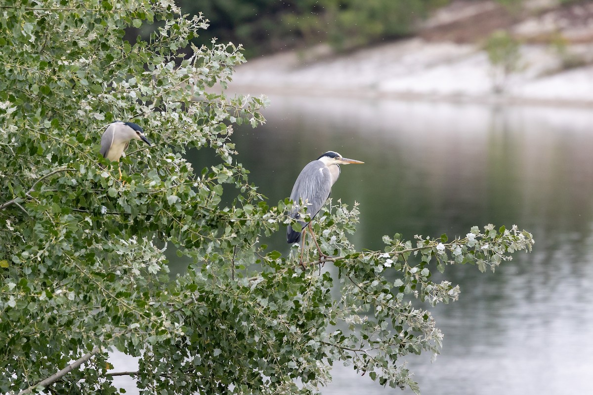 Gray Heron - ML619229006