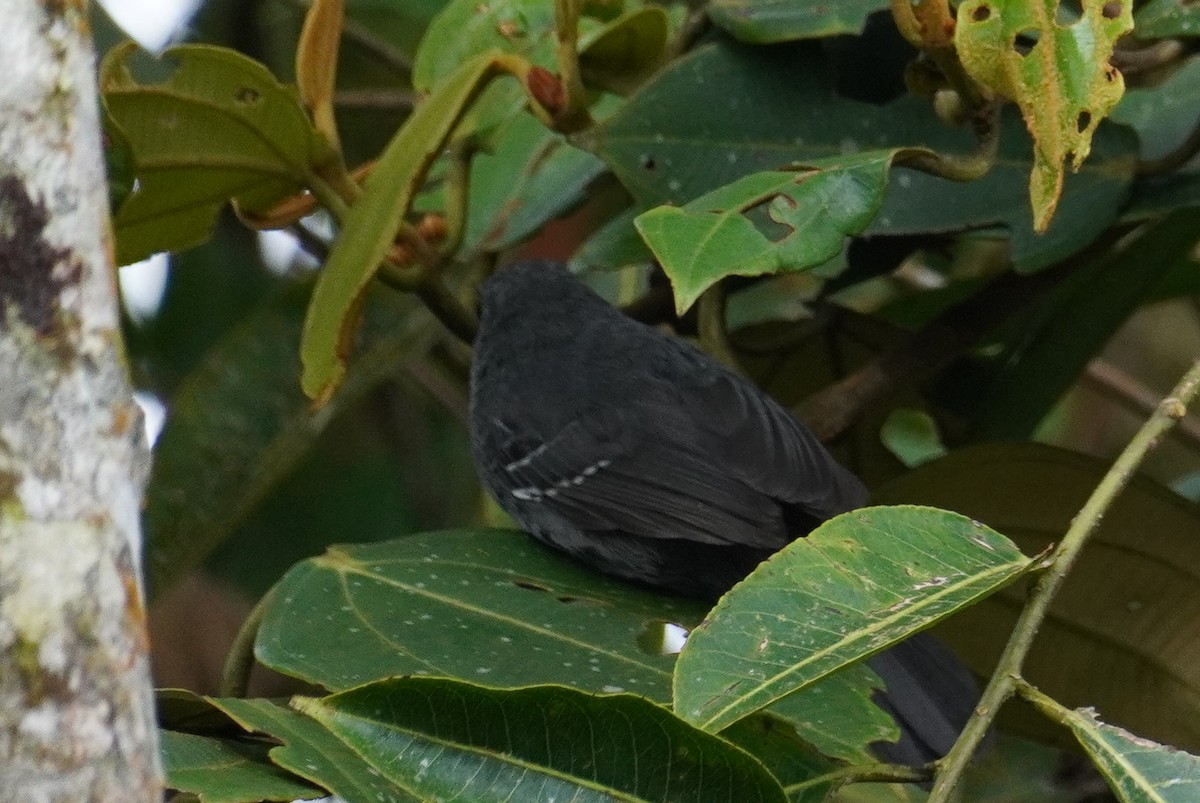 Blackish Antbird - Paul von Dewitz