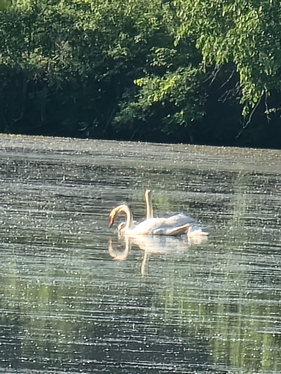 Mute Swan - Scott Harp