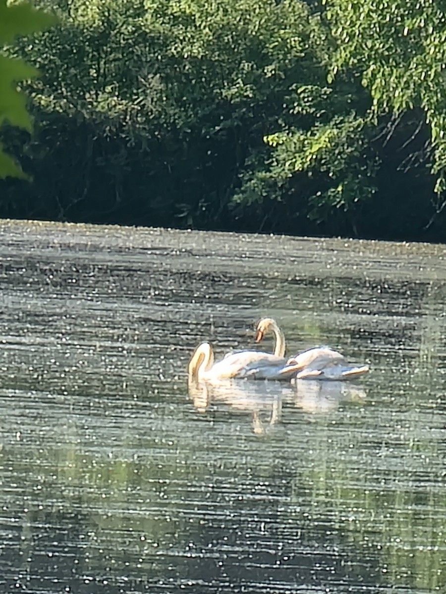 Mute Swan - Scott Harp