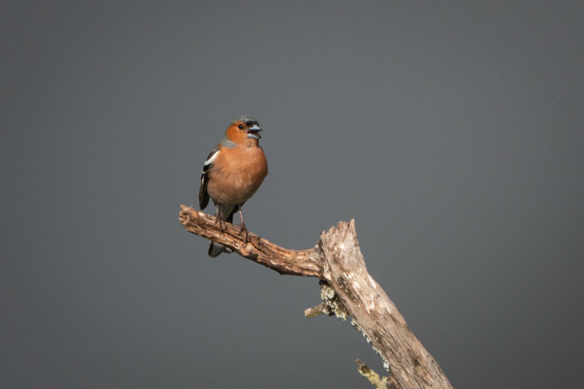 Common Chaffinch - ML619229034