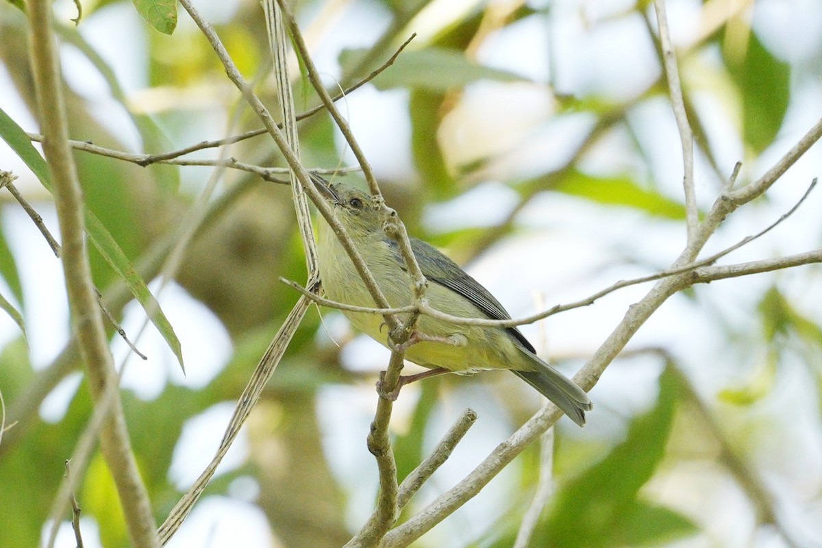 Bicolored Conebill - Jorge Claudio Schlemmer