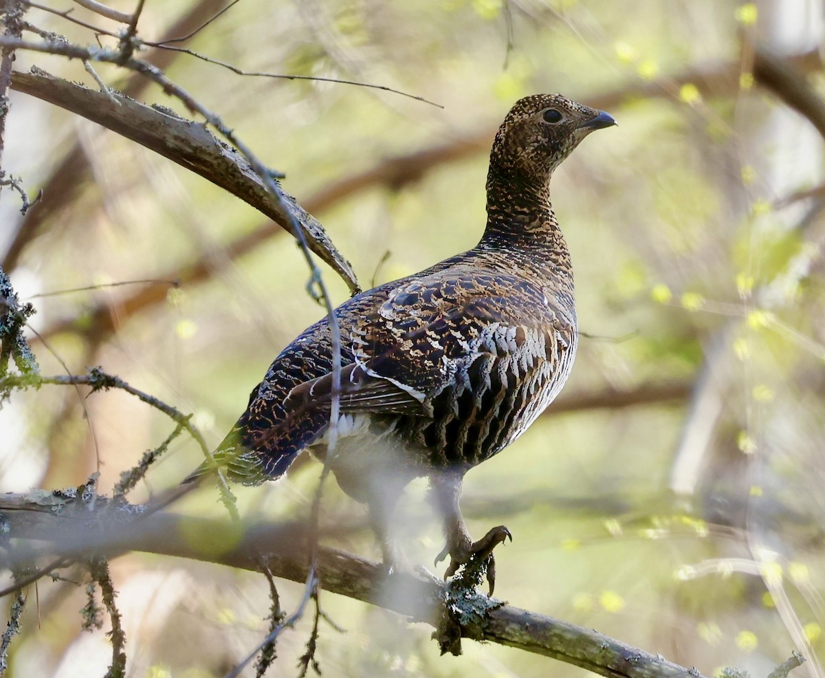 Black Grouse - Jan Hansen