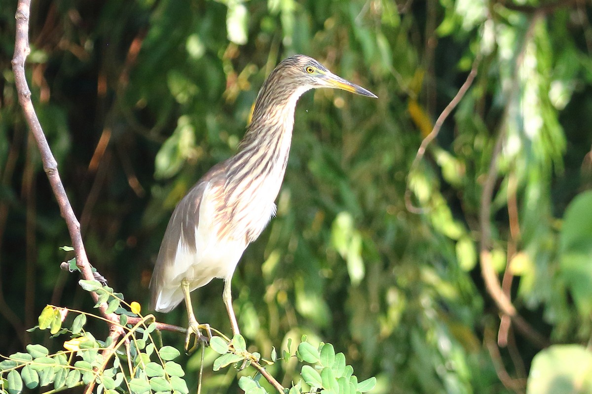 Indian Pond-Heron - Christopher Escott