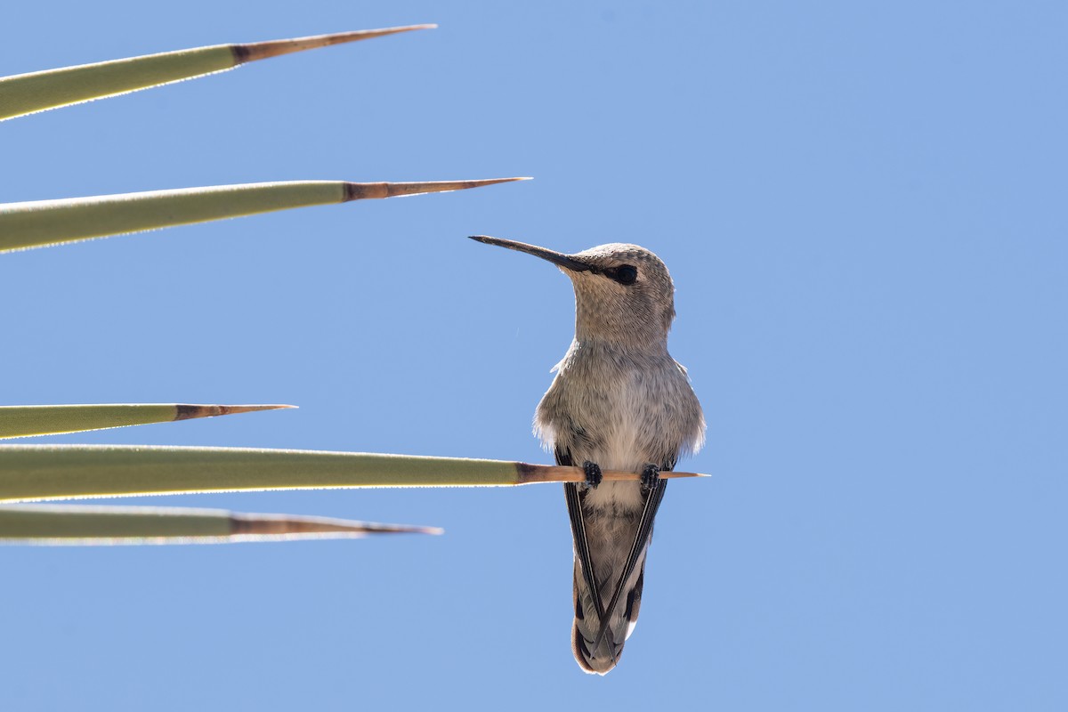 Black-chinned Hummingbird - Forrest English