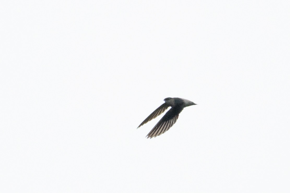 Gray-rumped Swift - ML619229092