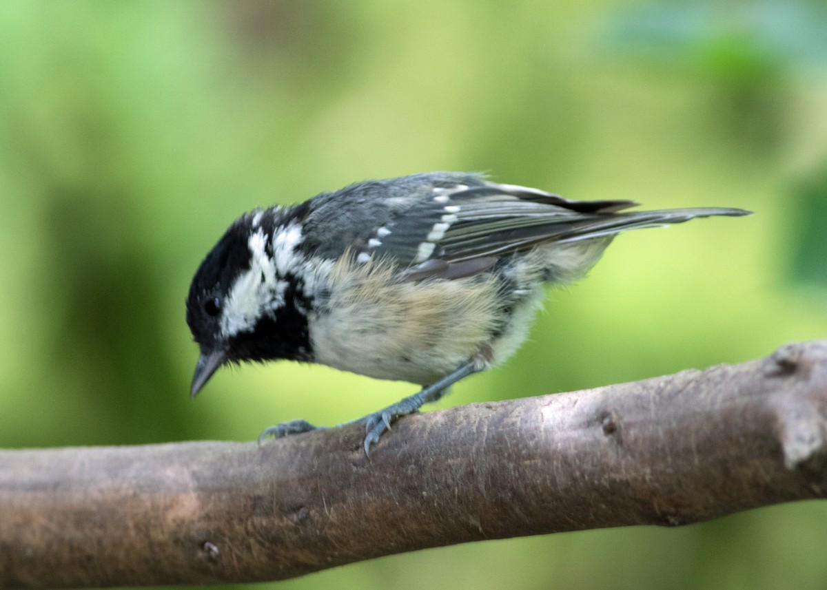 Coal Tit - Tim Harrop