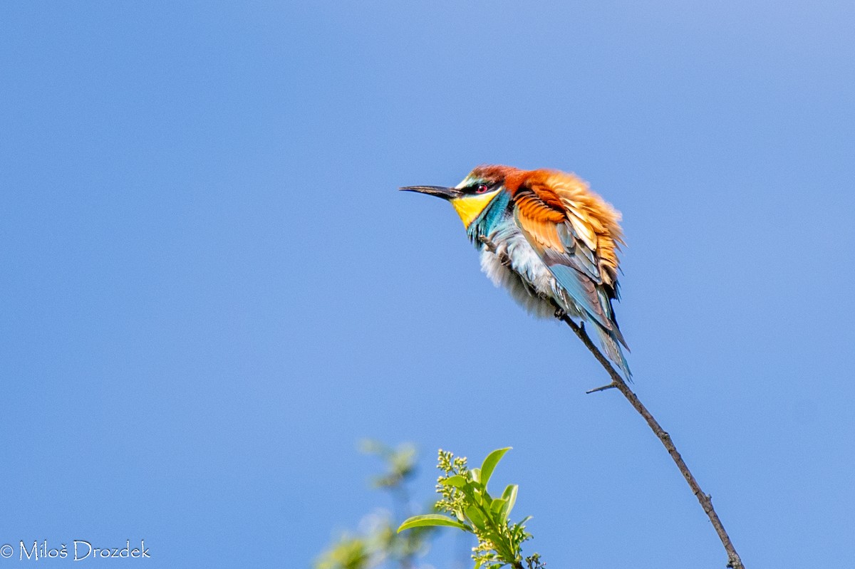 European Bee-eater - Miloš Drozdek