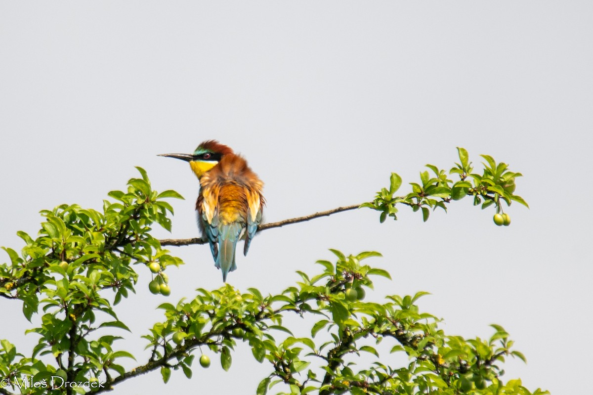 European Bee-eater - Miloš Drozdek