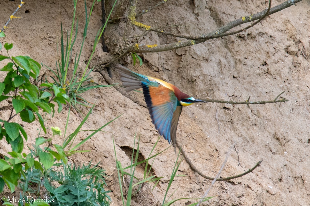 European Bee-eater - Miloš Drozdek