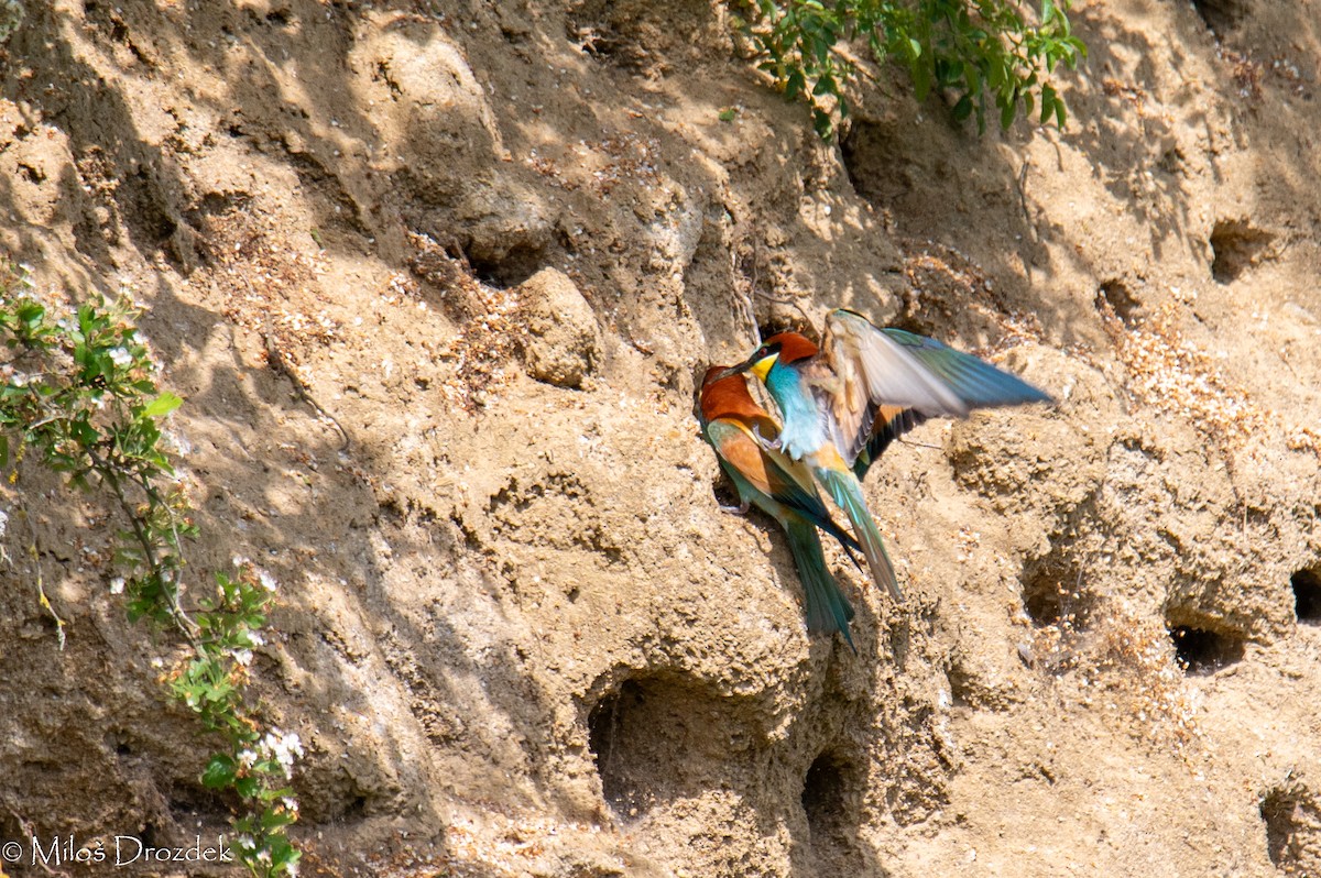 European Bee-eater - Miloš Drozdek