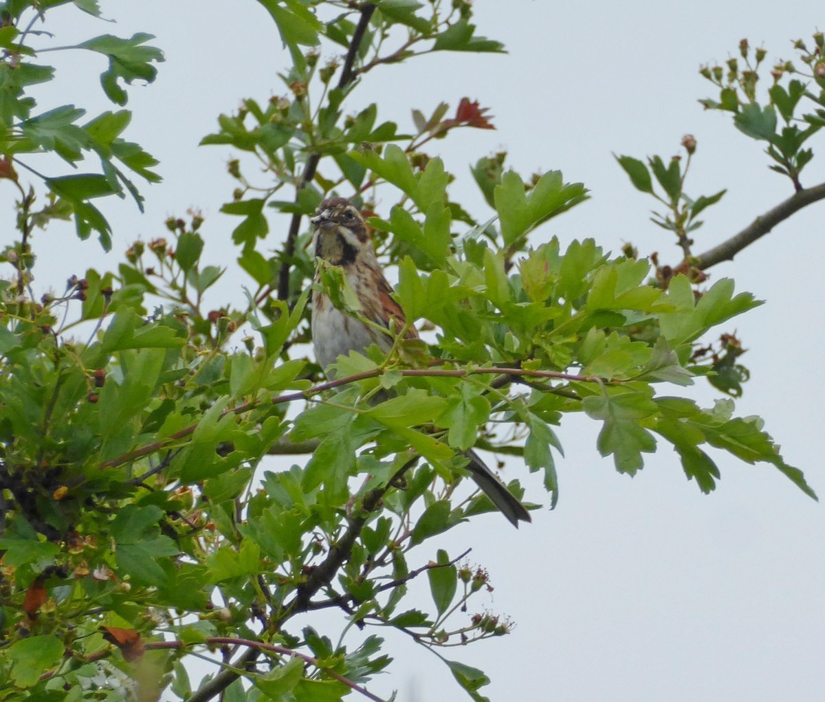 Reed Bunting - ML619229139