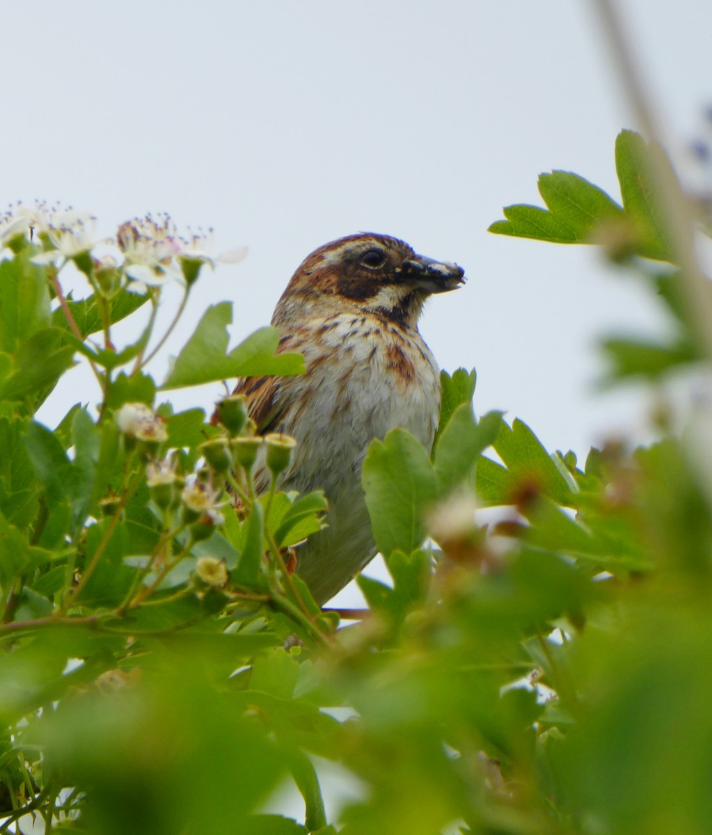 Reed Bunting - Jason Anderson