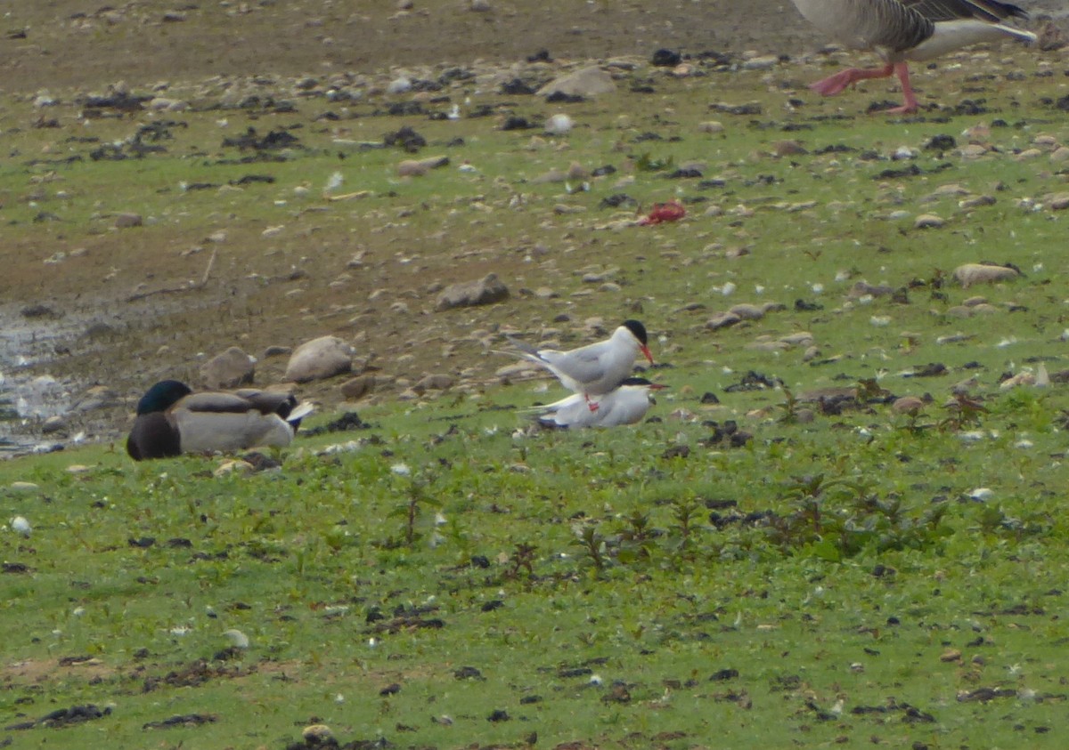 Common Tern - Jason Anderson