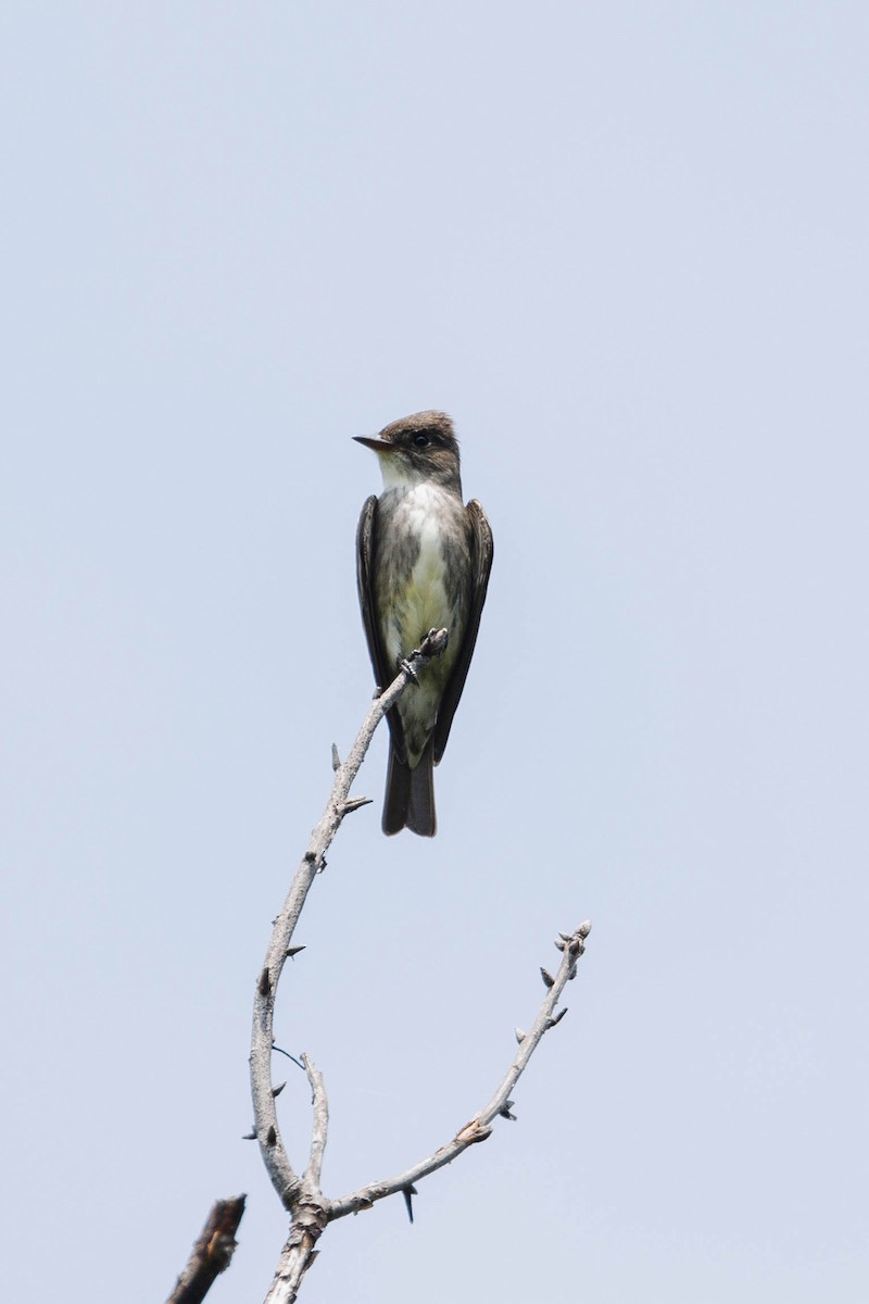 Olive-sided Flycatcher - ML619229155