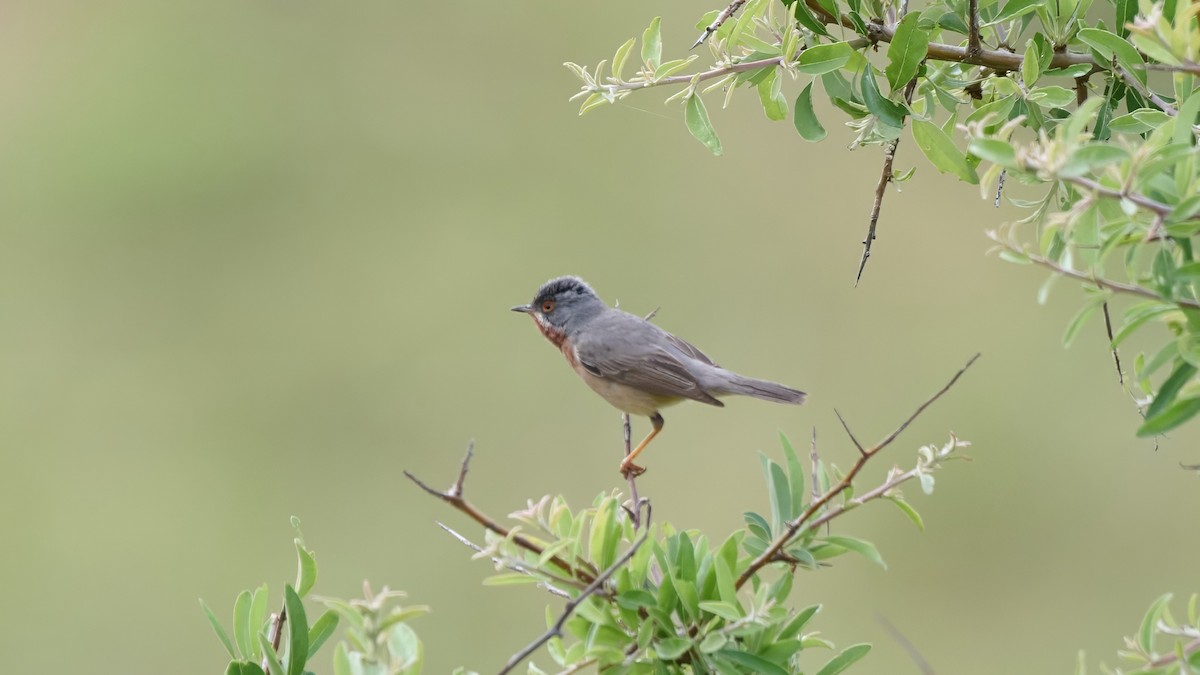 Eastern Subalpine Warbler - Kraig Cawley