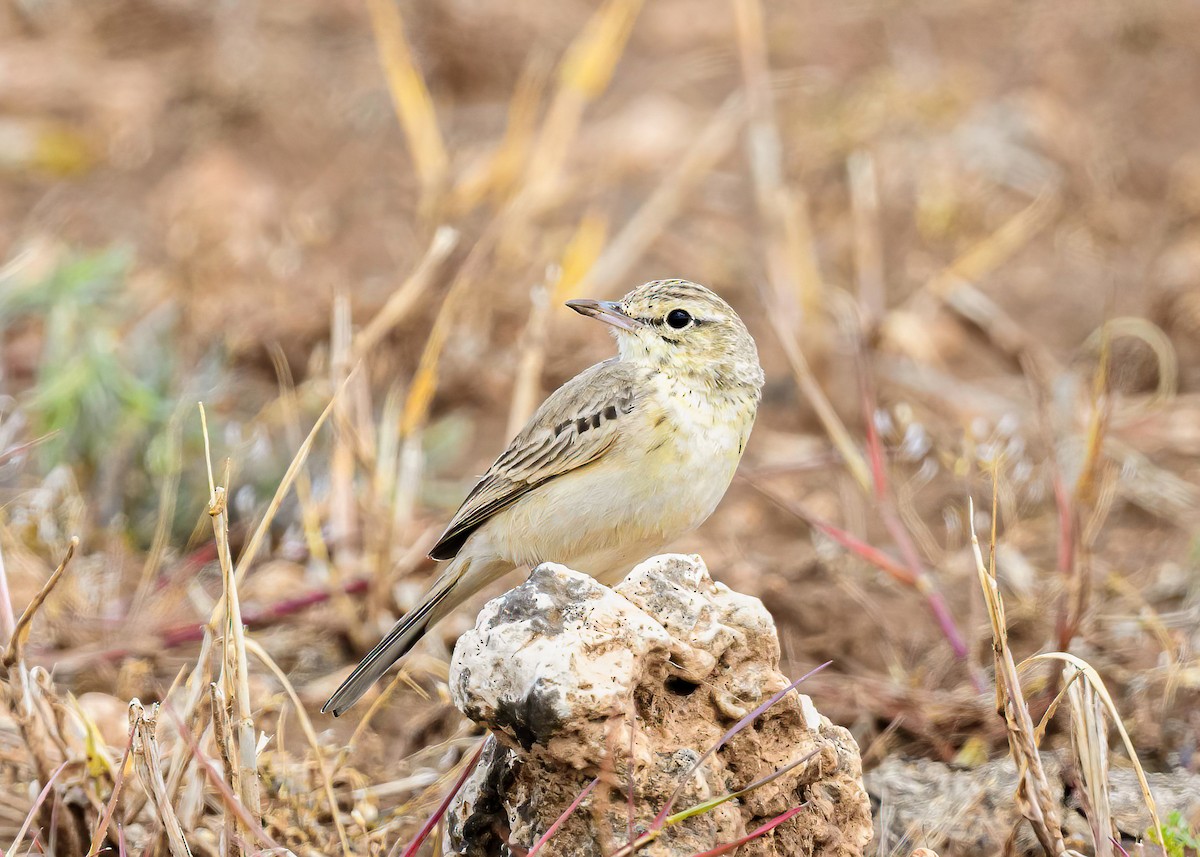 Tawny Pipit - Mac Aragon