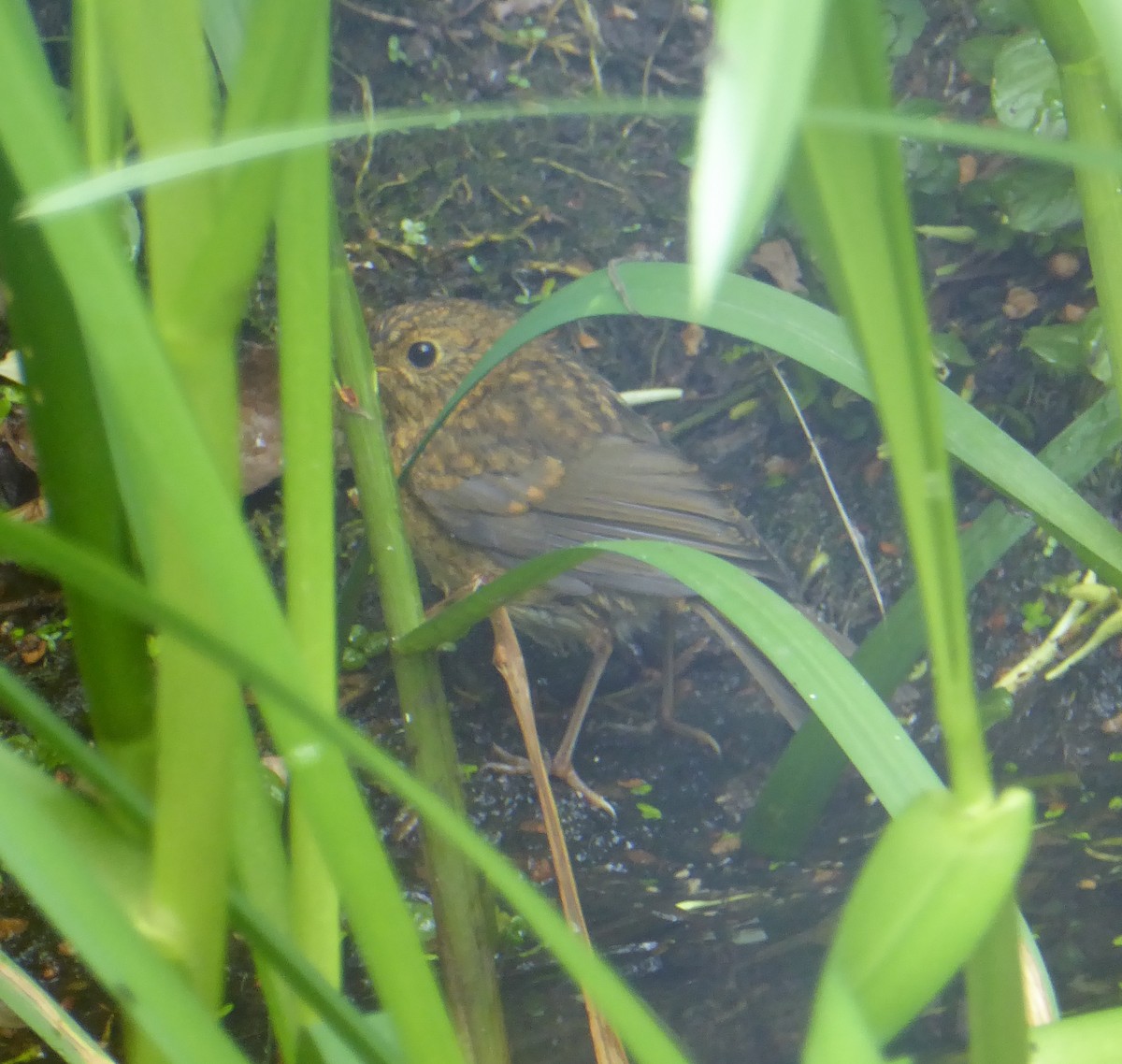 European Robin - ML619229163