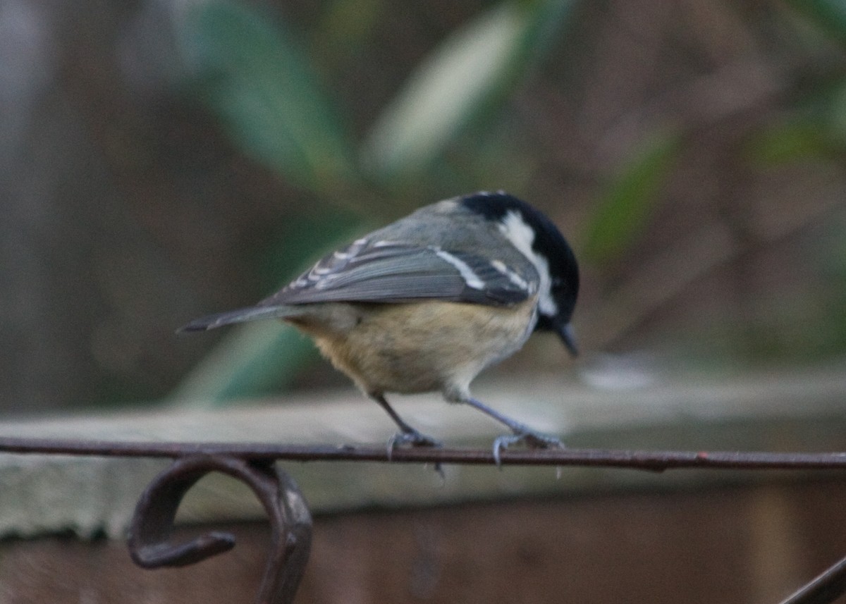 Coal Tit - Tim Harrop