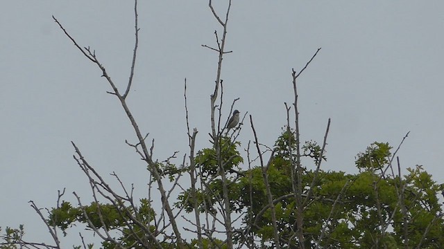 Lesser Whitethroat - ML619229170