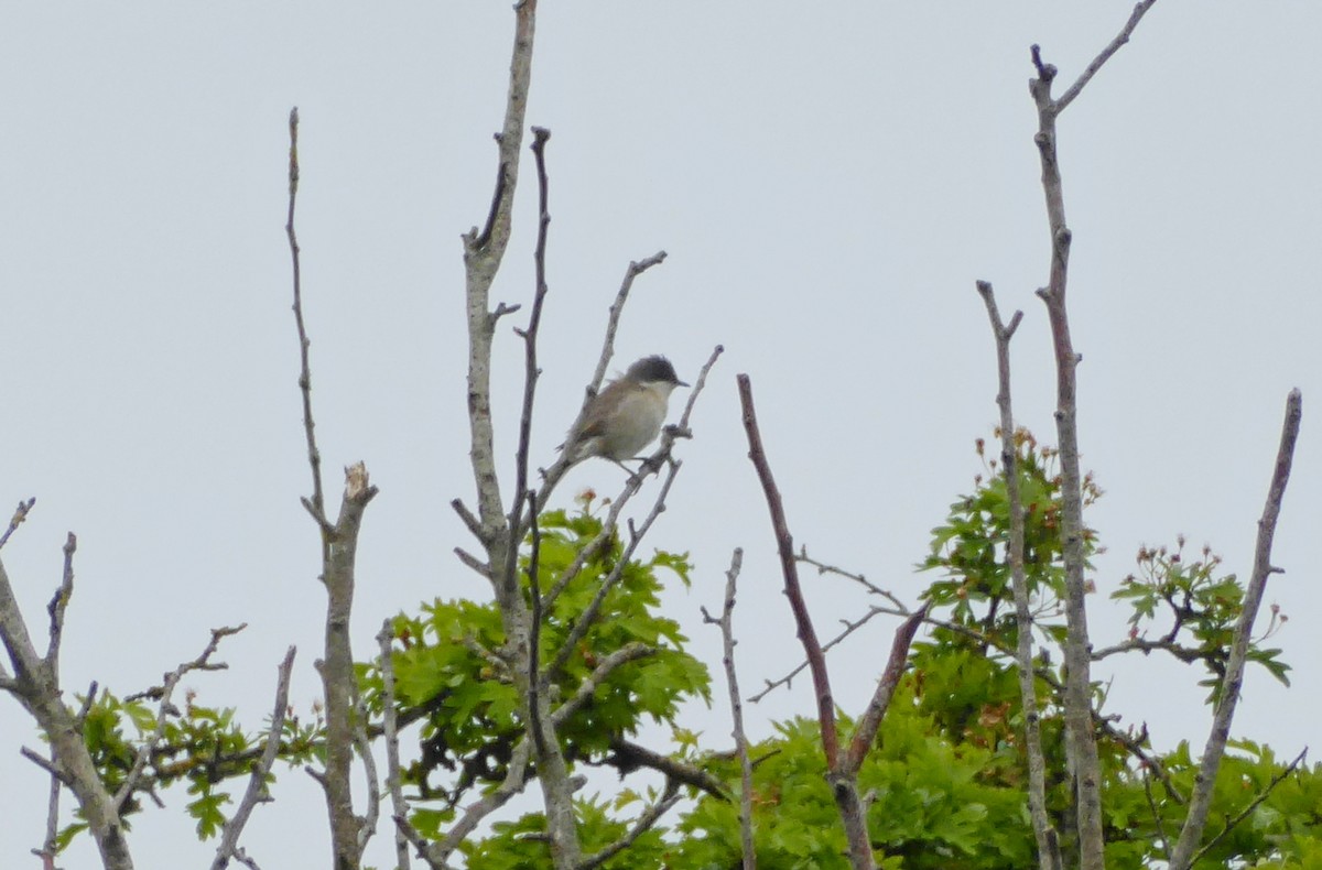 Lesser Whitethroat - Jason Anderson