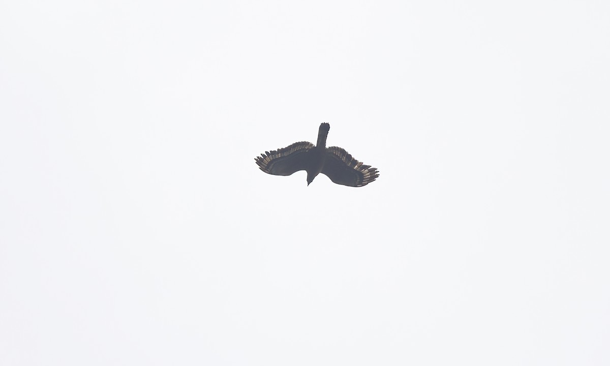 Philippinenschlangenadler - ML619229176