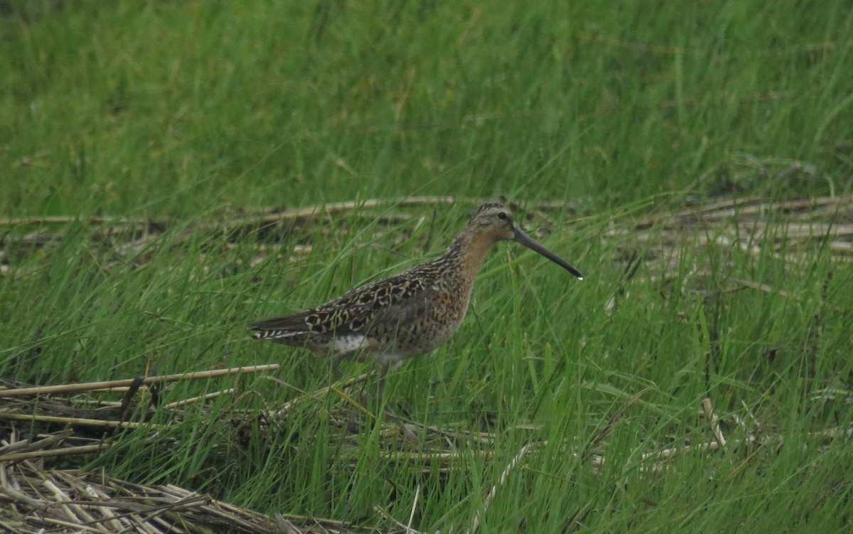 Short-billed Dowitcher - AUDREY DOROFY