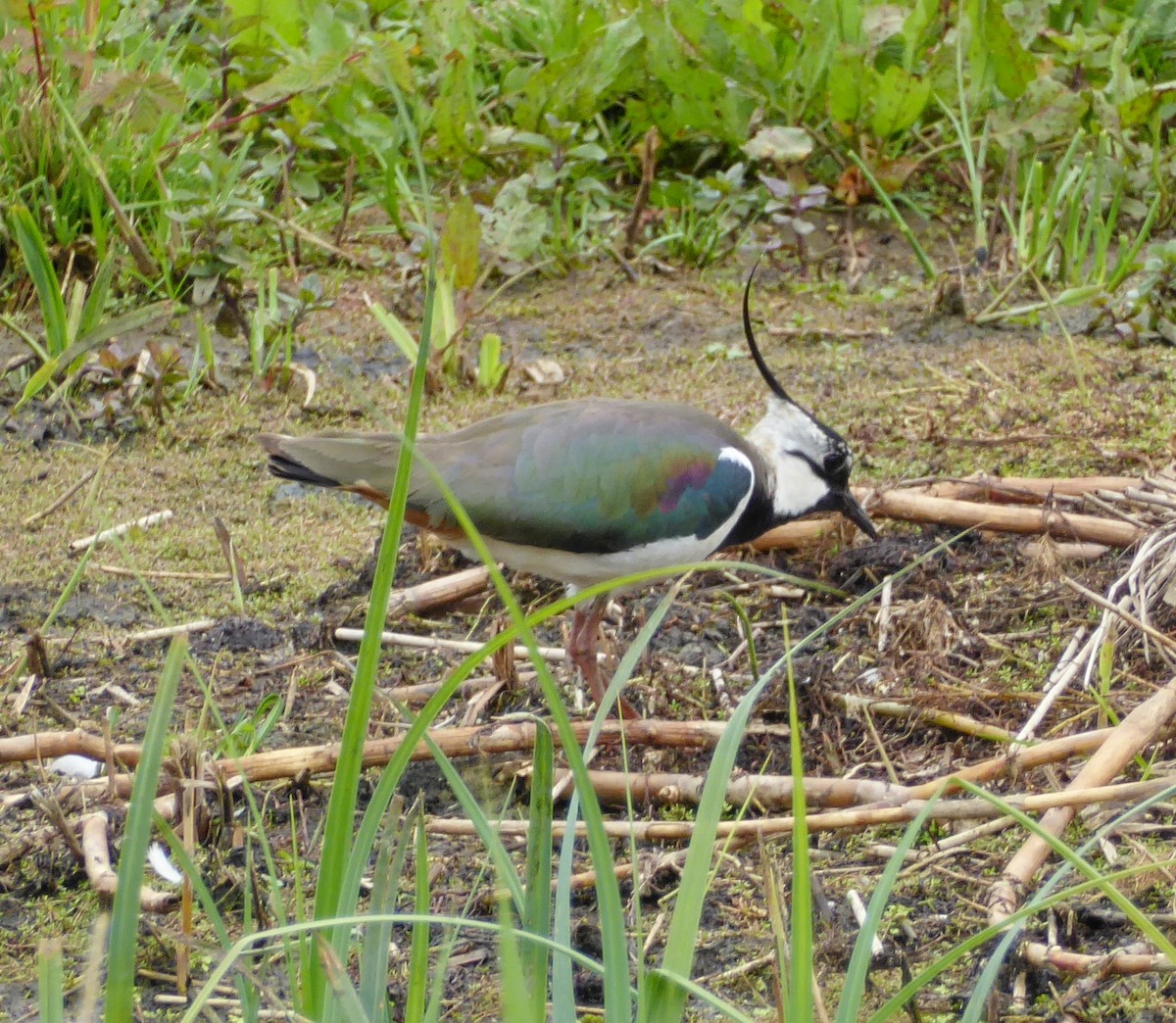 Northern Lapwing - ML619229182