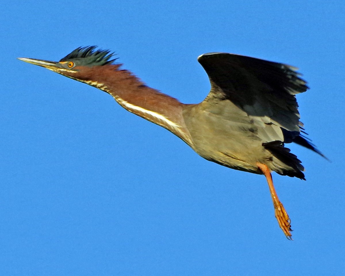 Green Heron - Bill Winkler