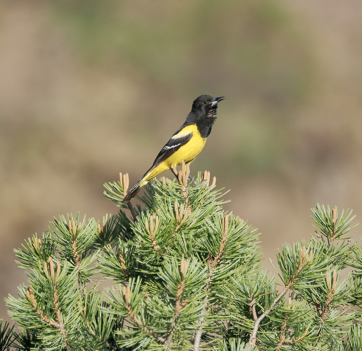 Scott's Oriole - Randy Pinkston