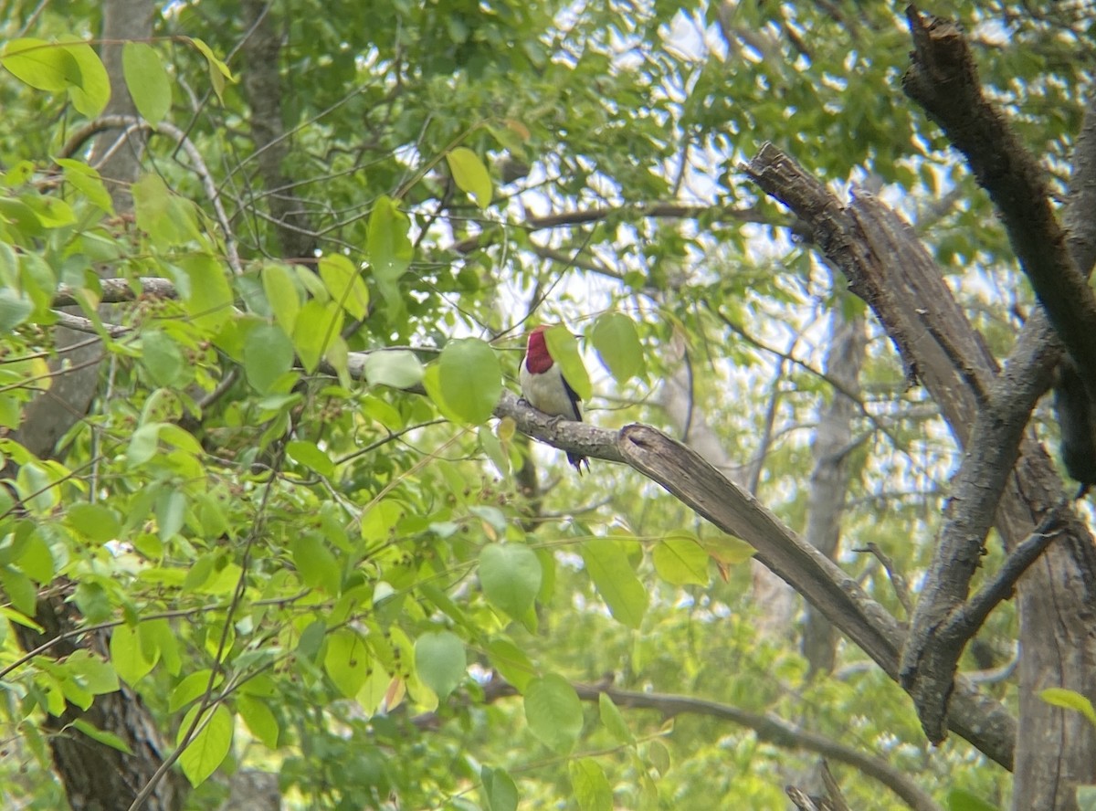 Red-headed Woodpecker - Rachel Messbauer