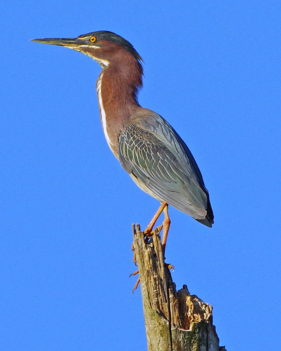 Green Heron - Bill Winkler