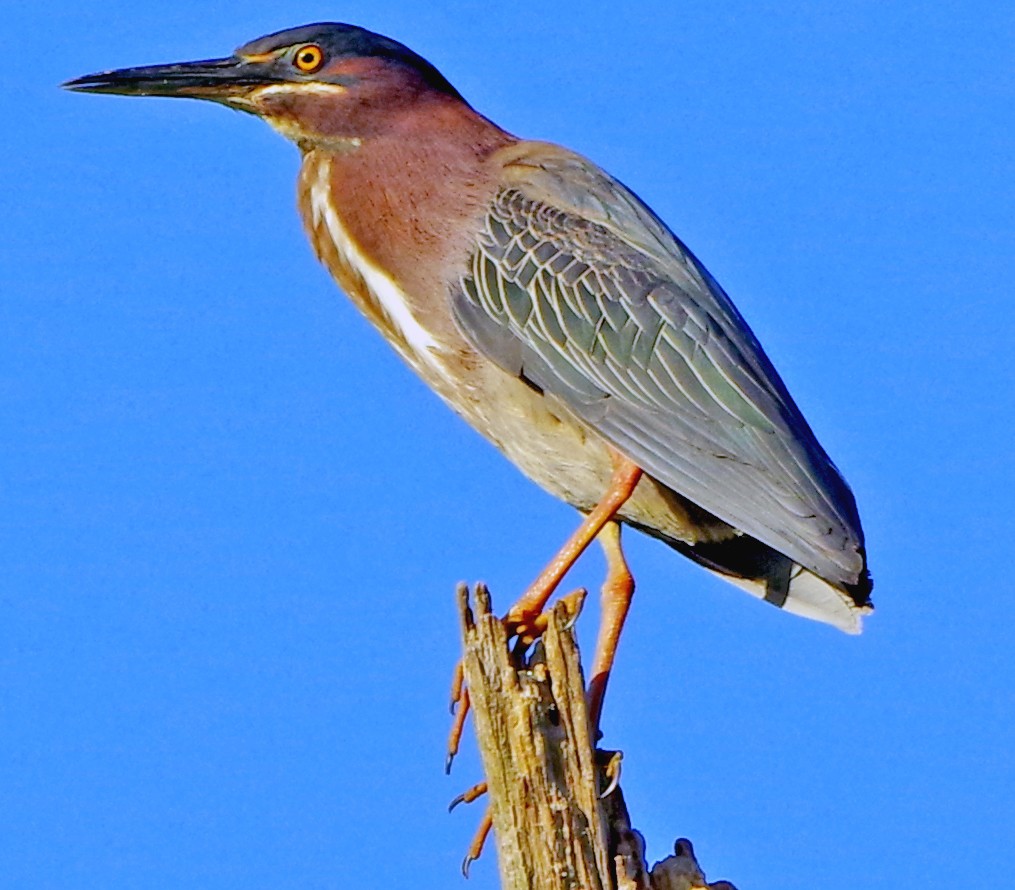 Green Heron - Bill Winkler