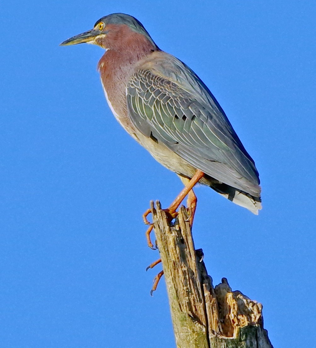 Green Heron - Bill Winkler