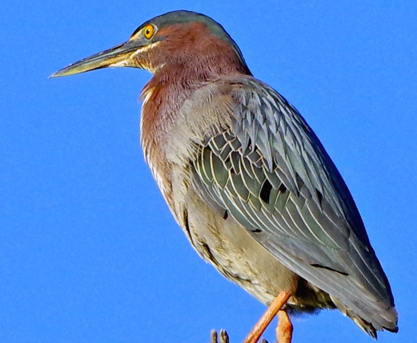 Green Heron - Bill Winkler