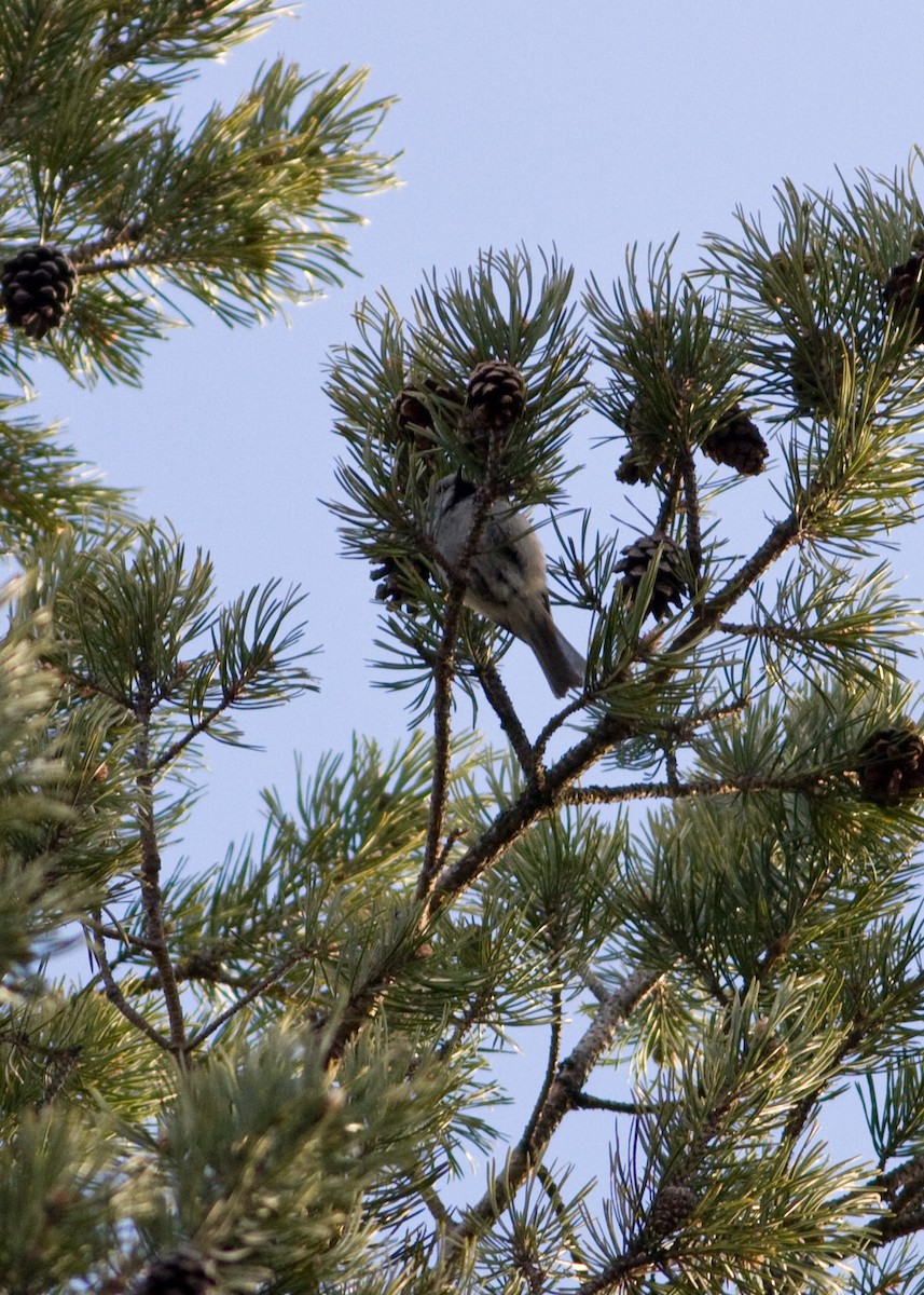 Crested Tit - Tim Harrop