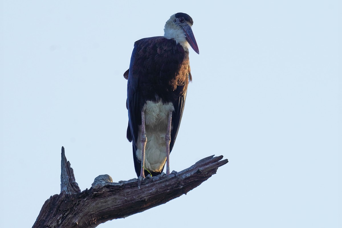 Asian Woolly-necked Stork - Kunal Chakravertti