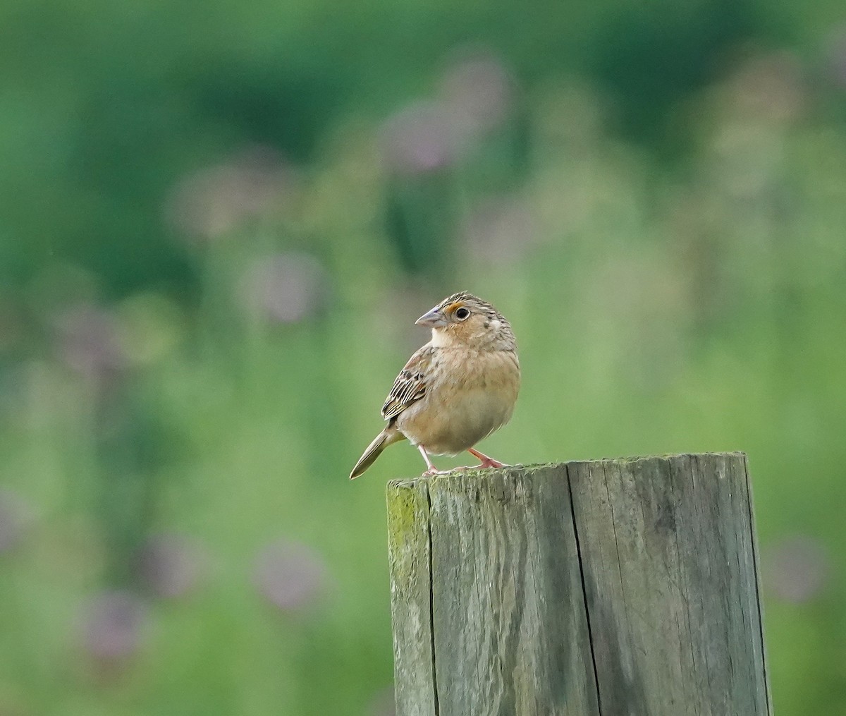 Grasshopper Sparrow - Dave Hart