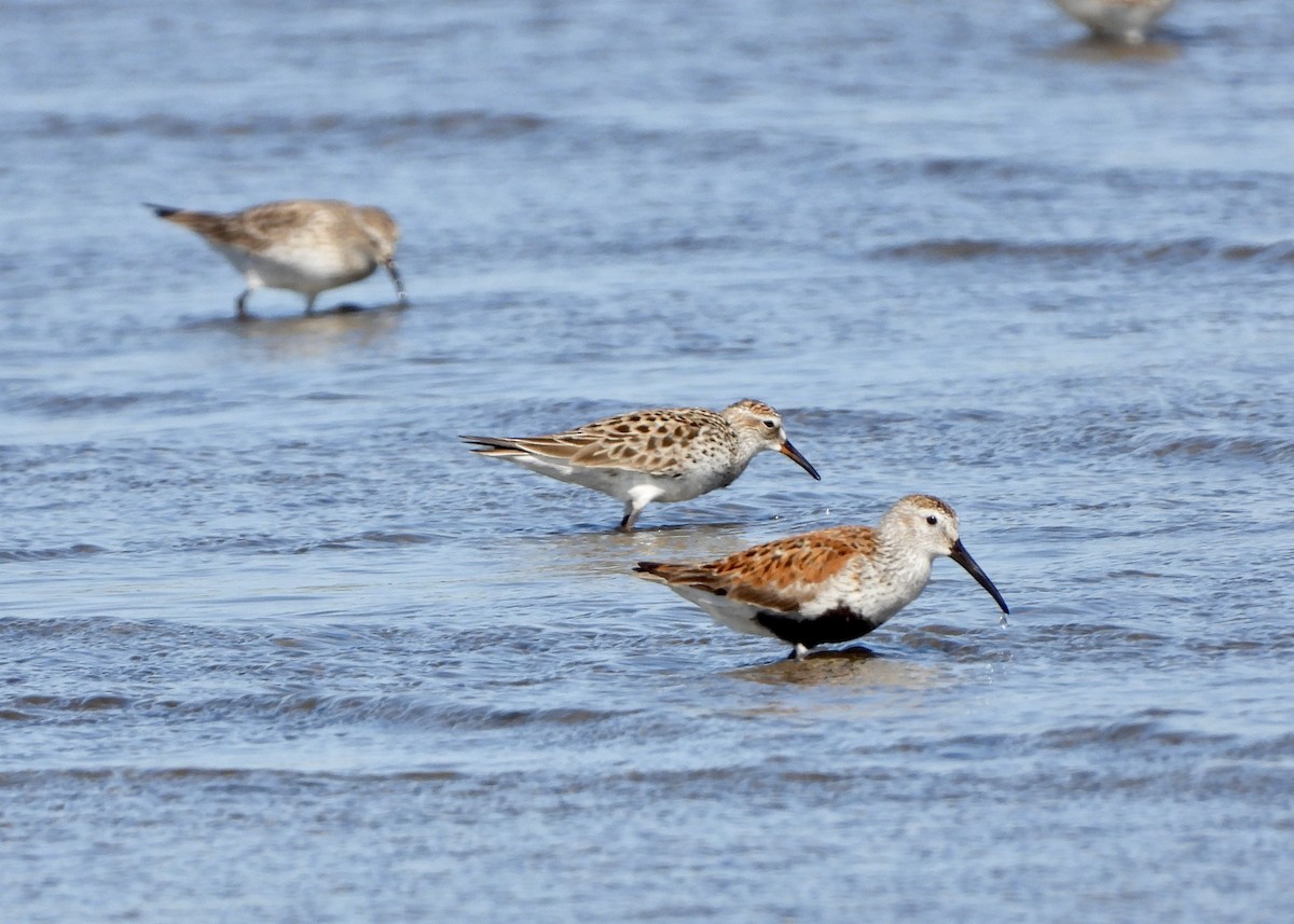 Dunlin - Monica Rose