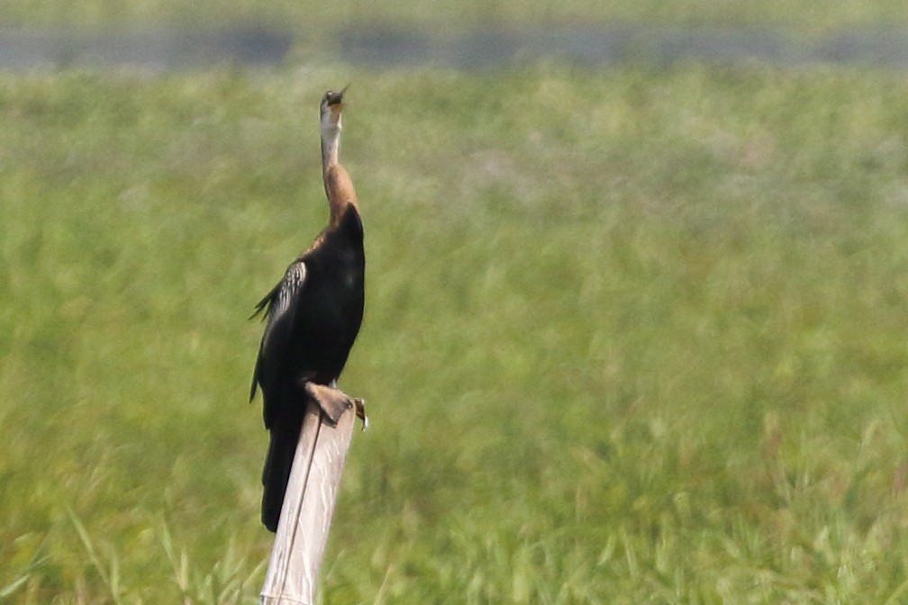 Oriental Darter - Christopher Escott