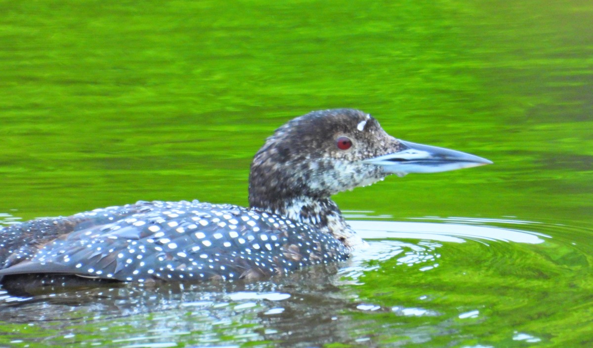 Common Loon - Mark Malec